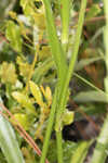 Southern rattlesnake master